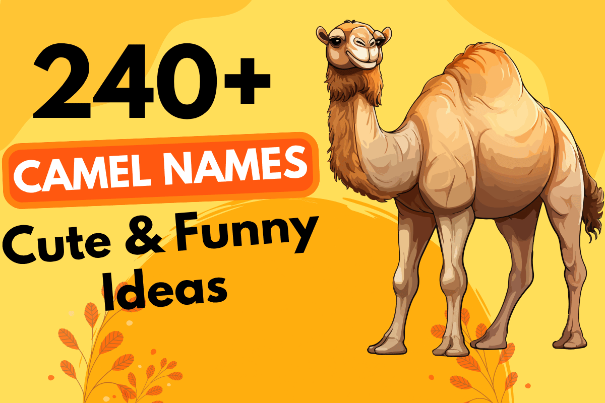 240 Camel Names