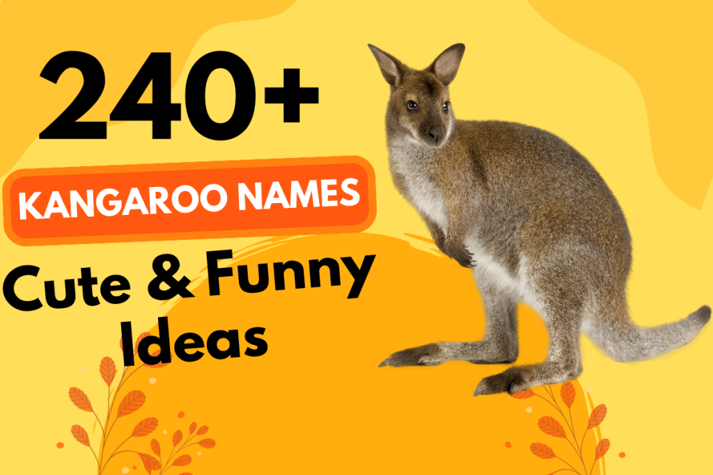 240 Kangaroo Names