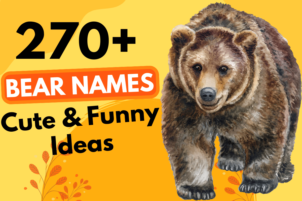270 Bear Names