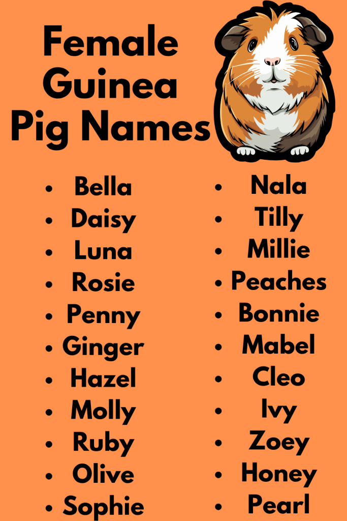 Female Guinea Pig Names