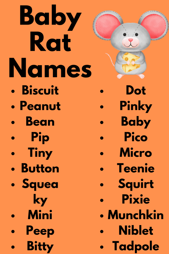 Baby Rat Names