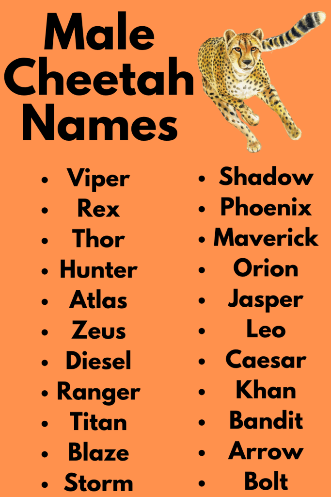 Male Cheetah Names