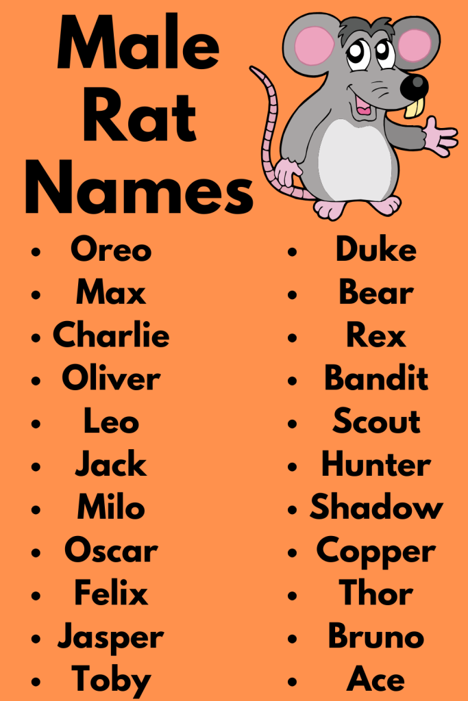 Male Rat Names