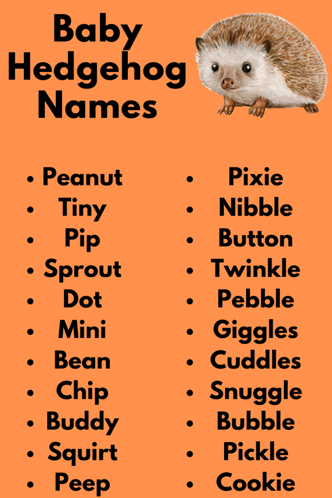 Baby Hedgehog Names