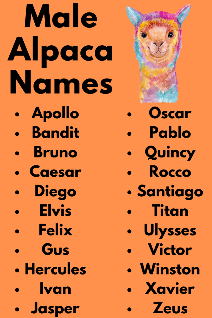 Male Alpaca Names