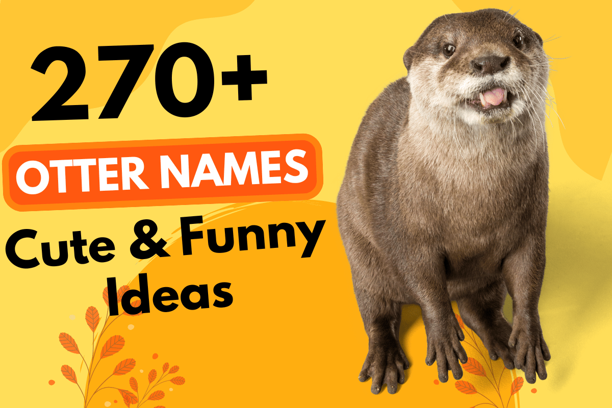 270 Otter Names