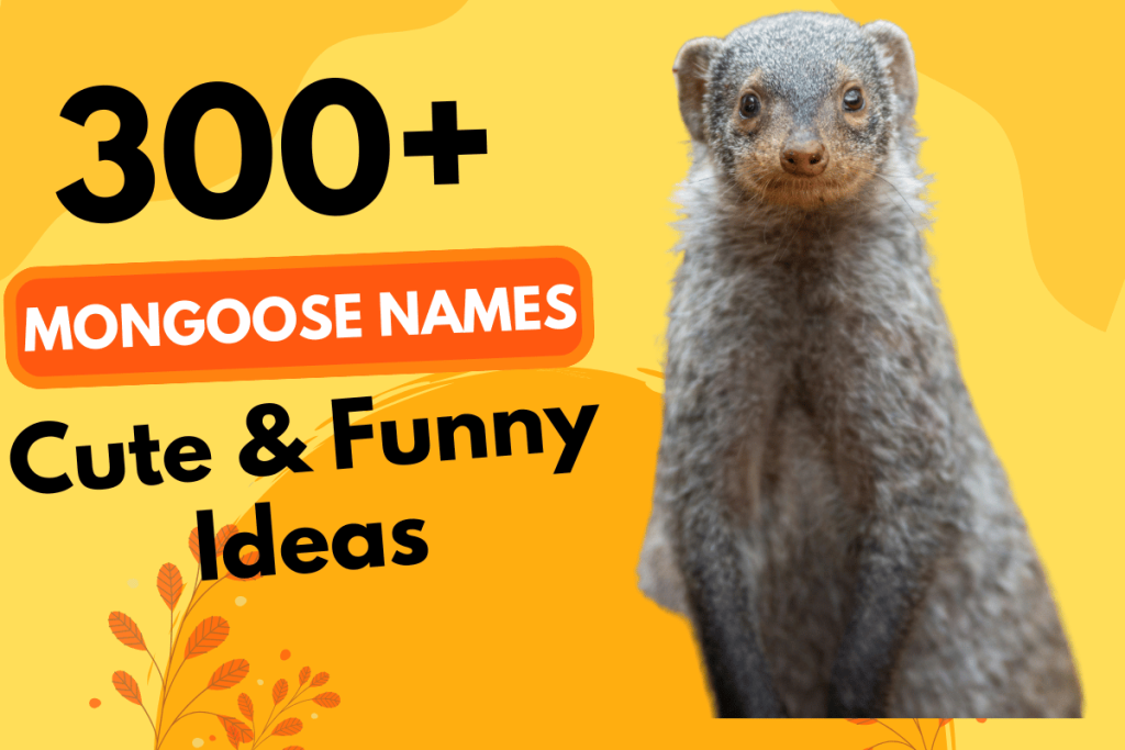 300 Mongoose Names
