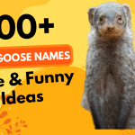 300 Mongoose Names