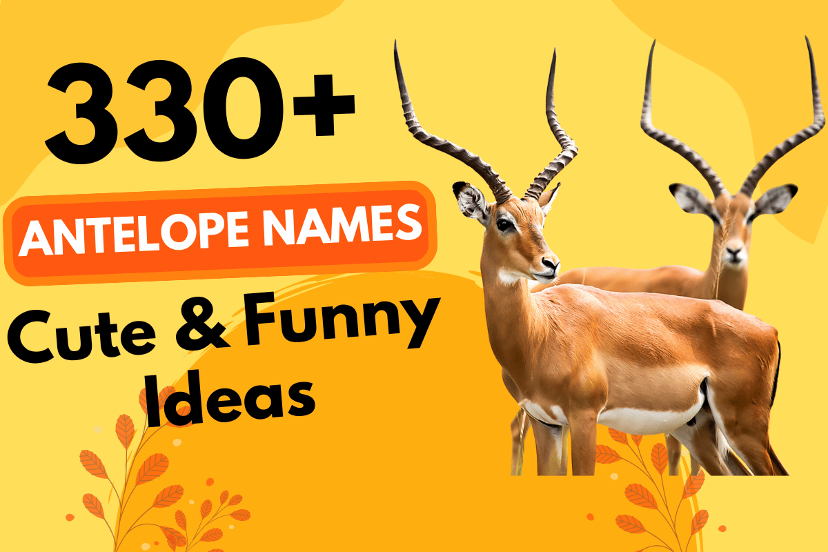 330 Antelope Names