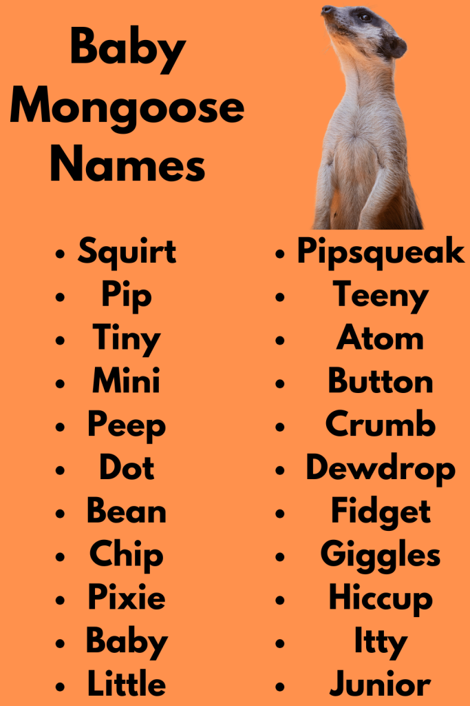 Baby Mongoose Names