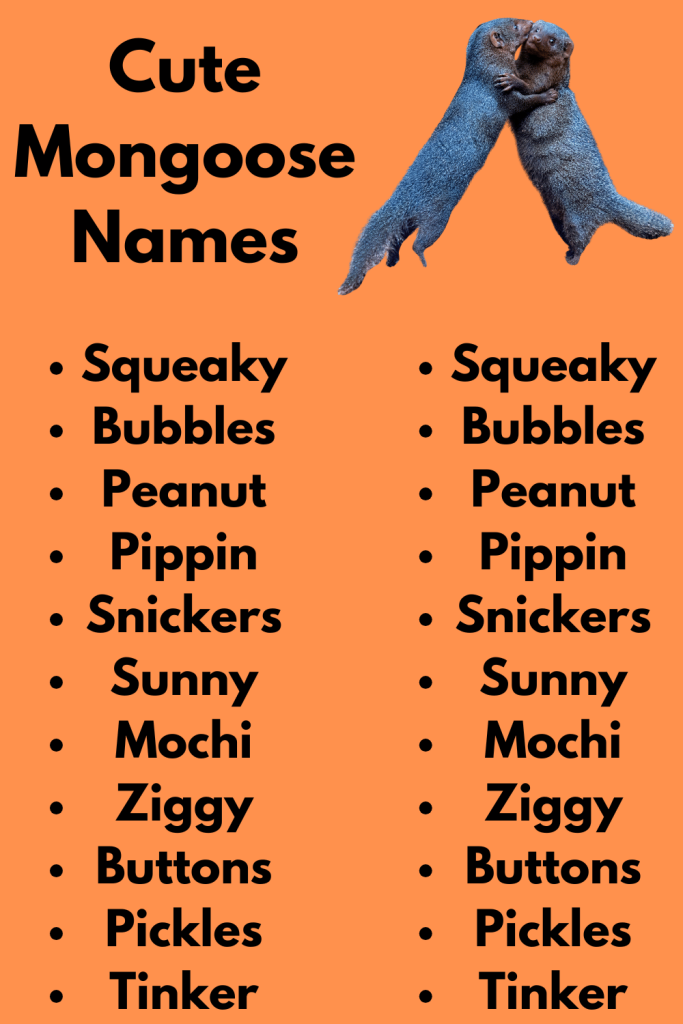 Cute Mongoose Names