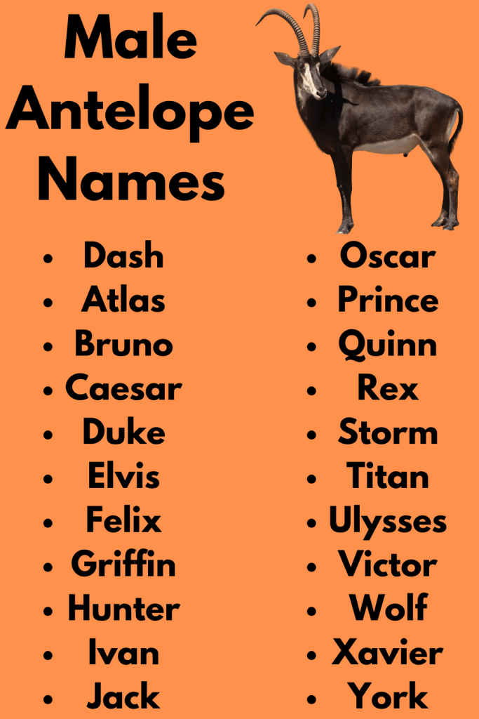 Male Antelope Names