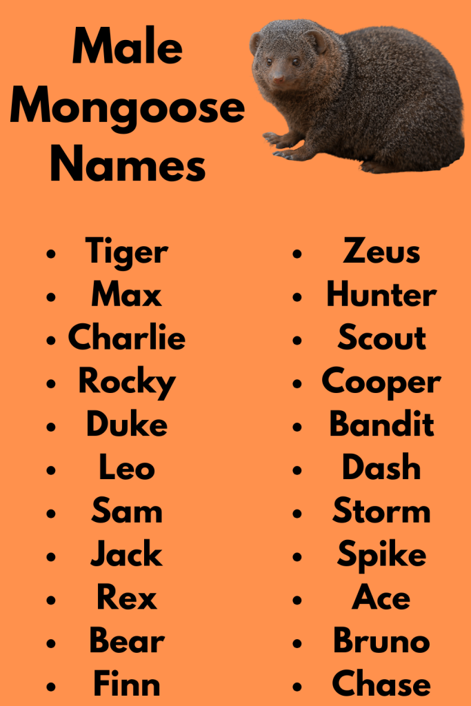 Male Mongoose Names
