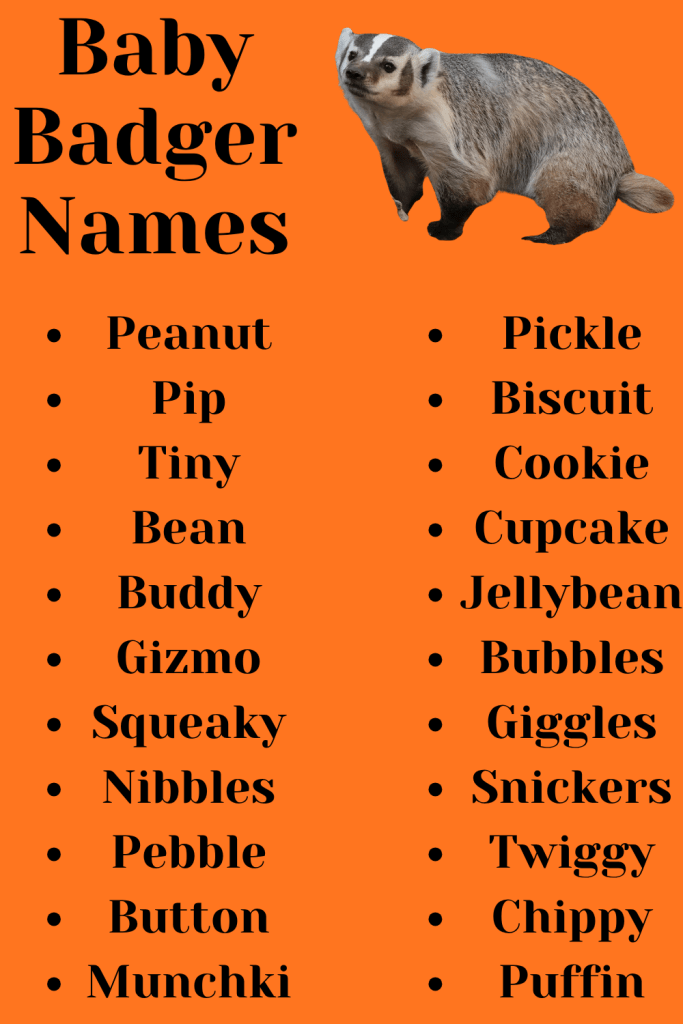 Baby Badger Names