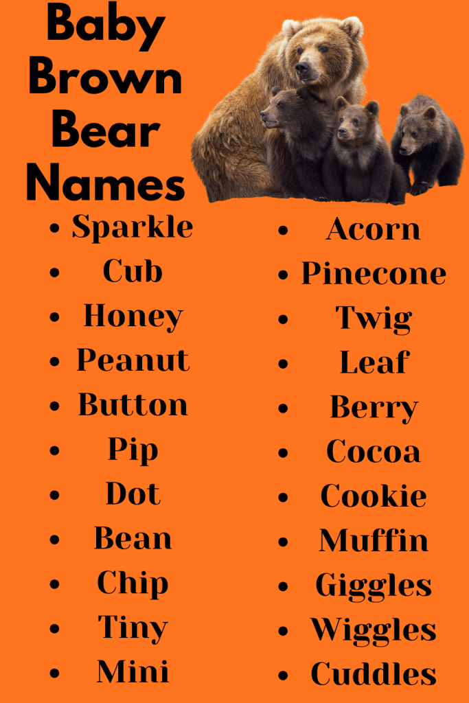 Baby Brown Bear Names
