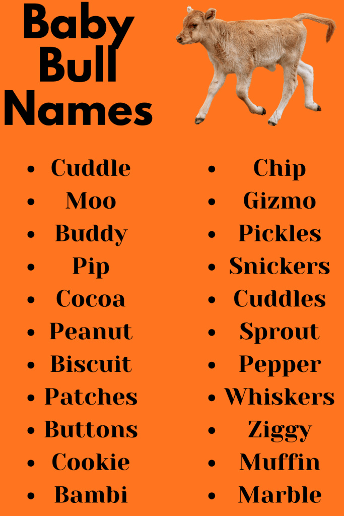 Baby Bull Names