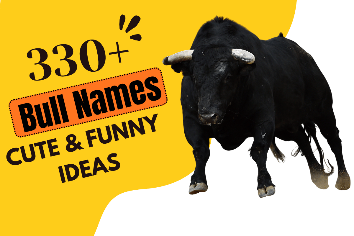 Bull Names