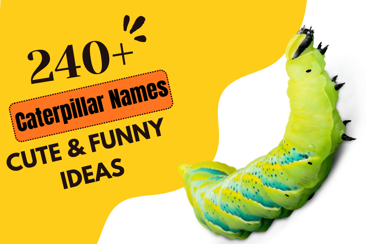 Caterpillar Names