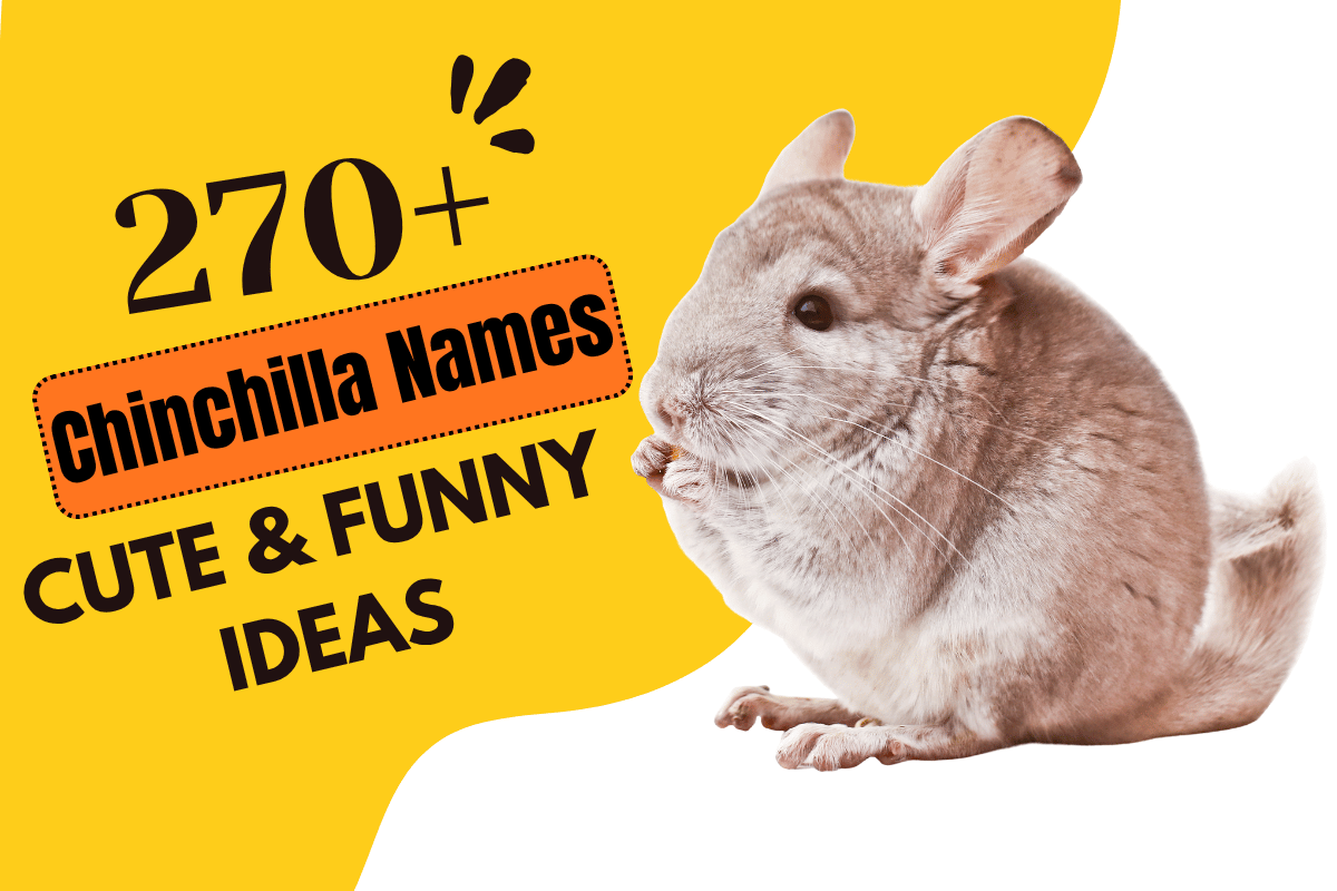 Chinchilla Names