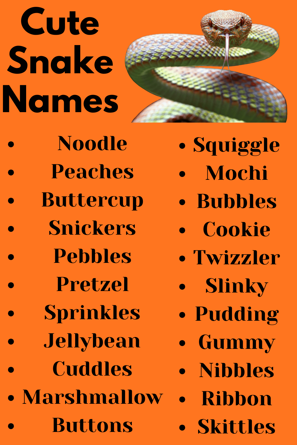 240+ Cute & Catchy Snake Names For Your Pet Snake