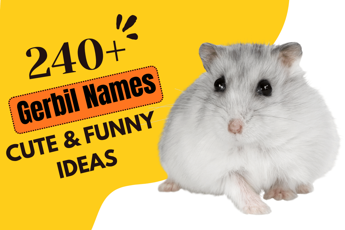 Gerbil Names 1