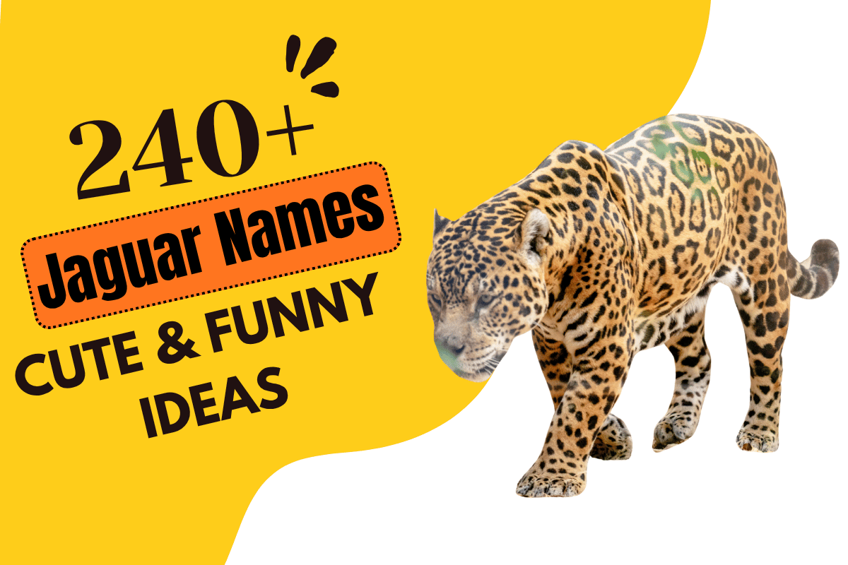 Jaguar Names