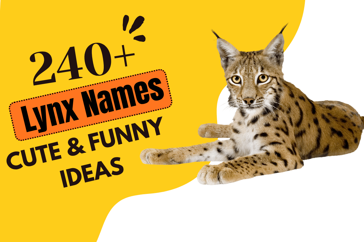 Lynx Names