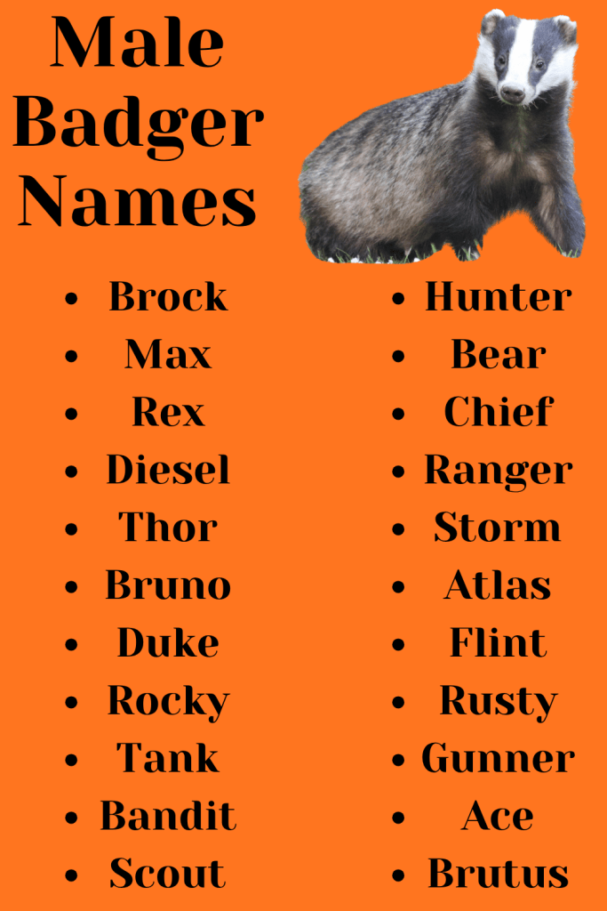 Male Badger Names