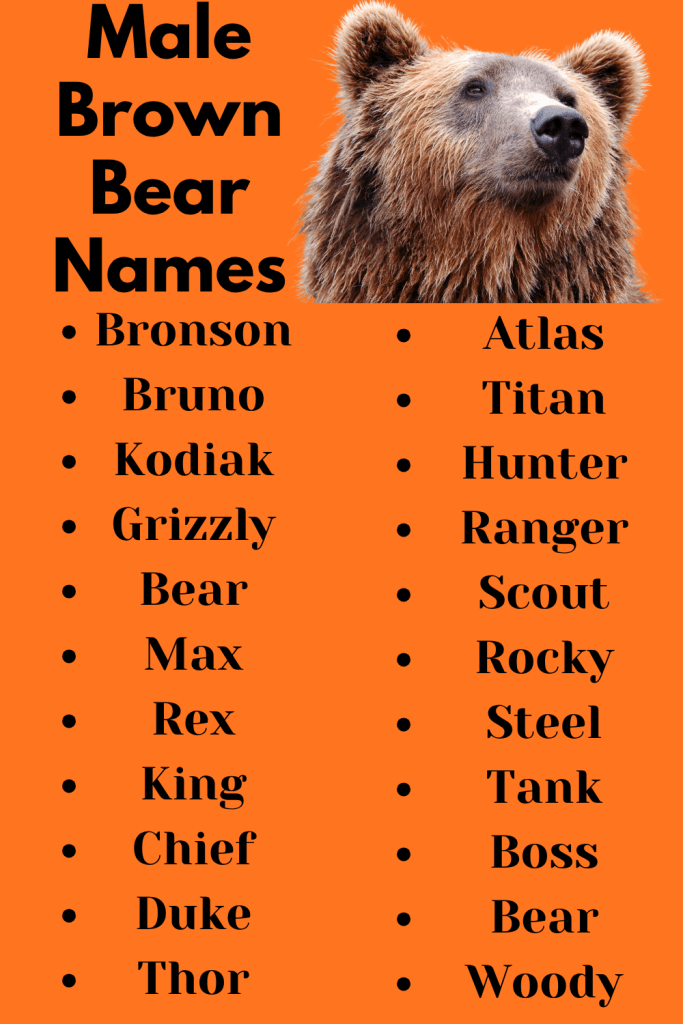 Male Brown Bear Names