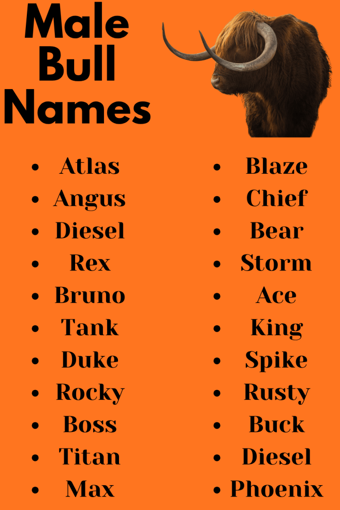 Male Bull Names
