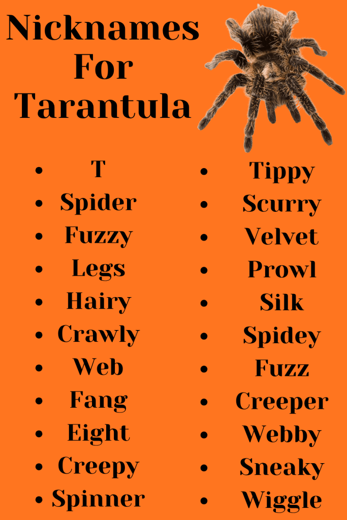 Nicknames For Tarantula