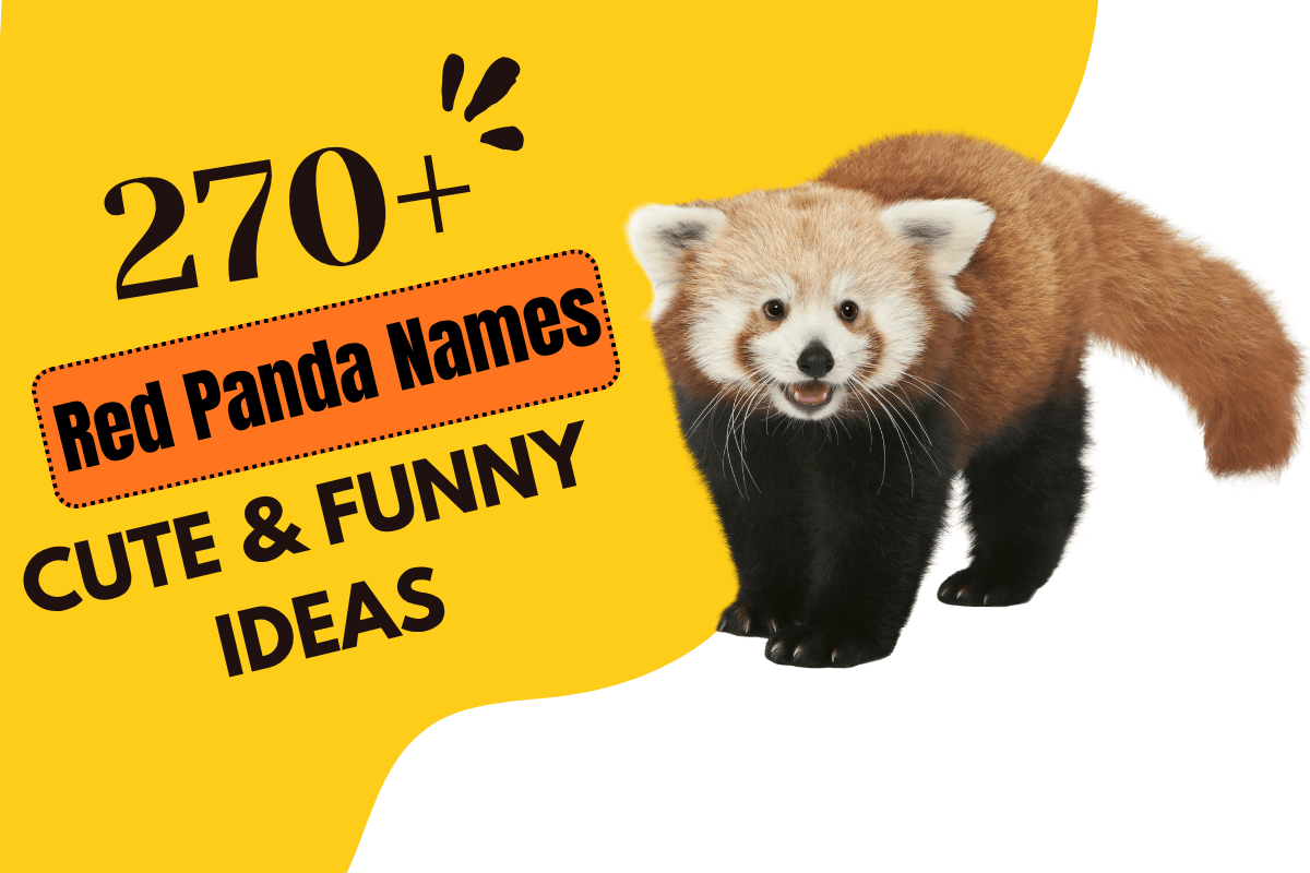 Red Panda Names