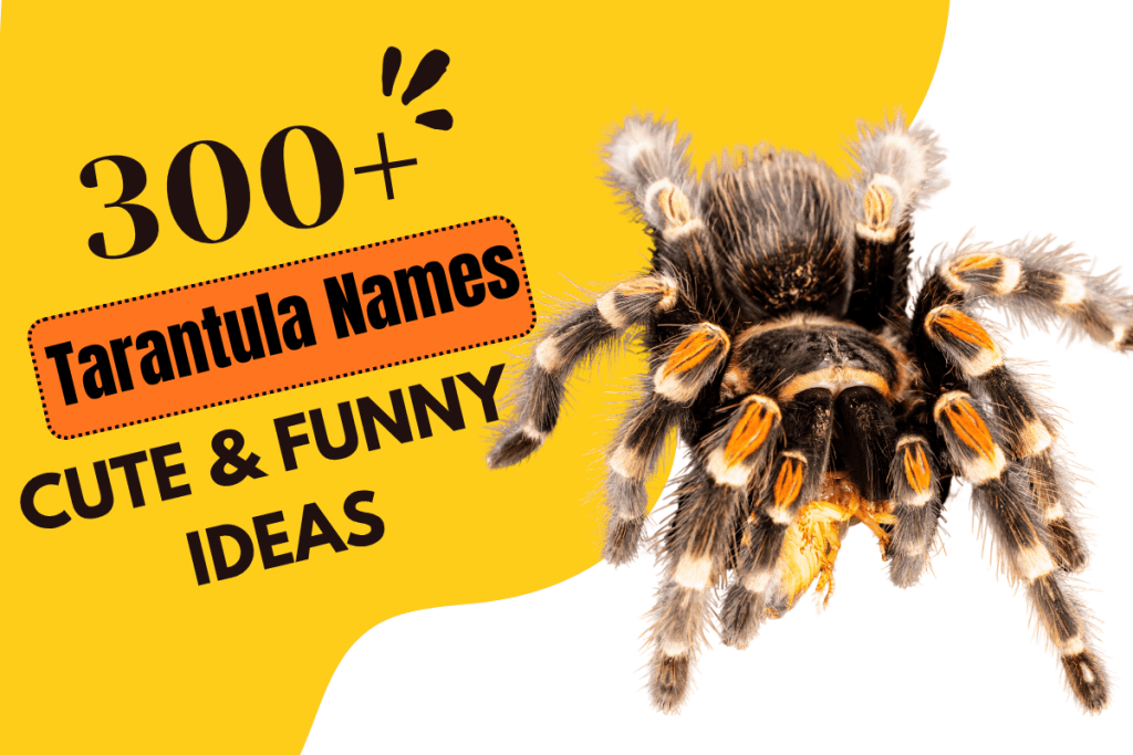 Tarantula Names