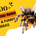 Tarantula Names